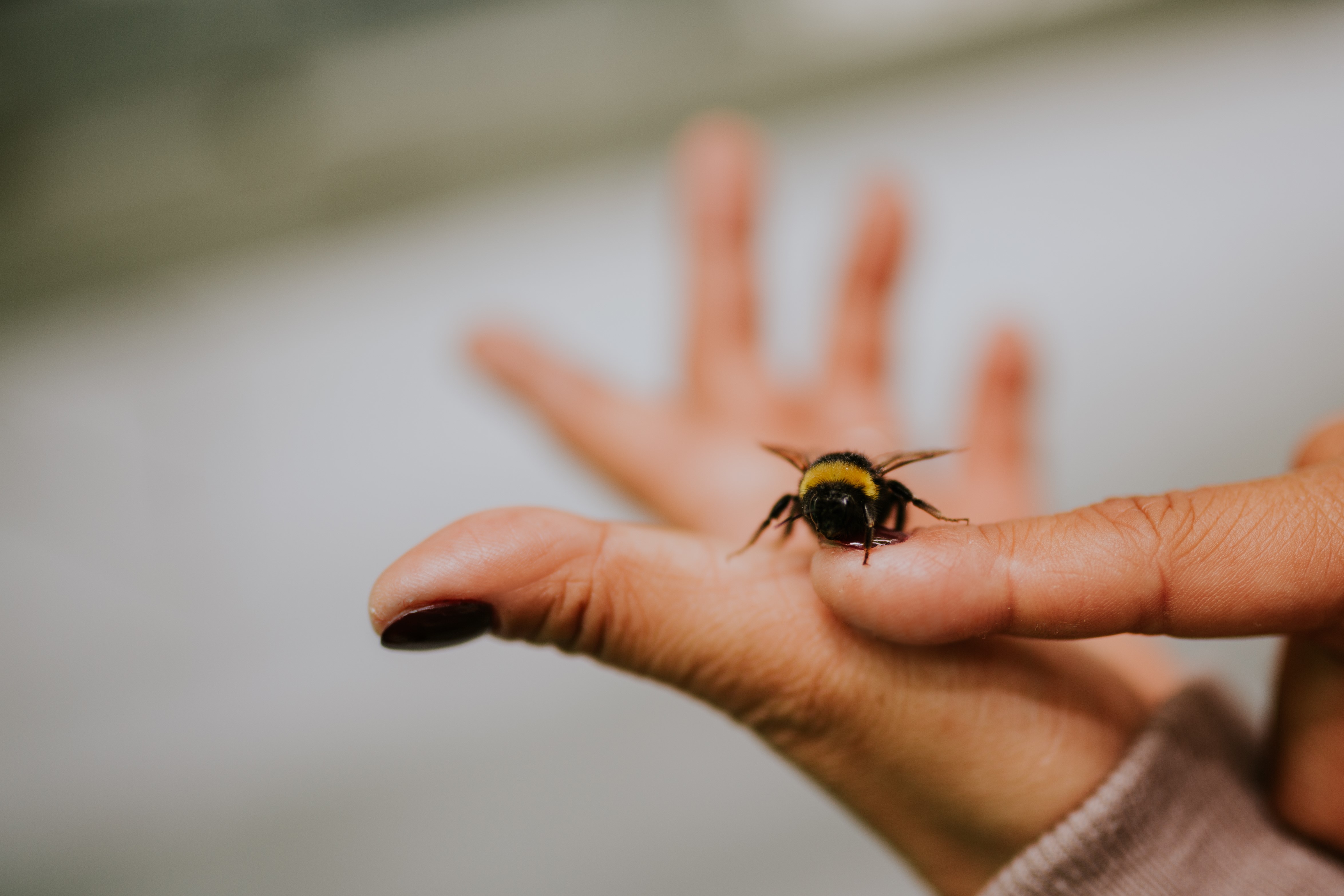 Avinor%20Sola%20bier