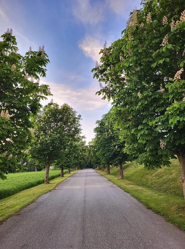 fotoDrivhusetpa%CC%8AB%C3%A6rheim